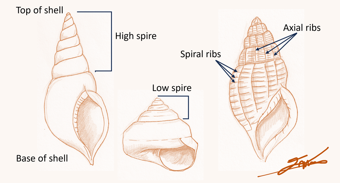 Shell-shocked: Rare snail loses out in love triangle